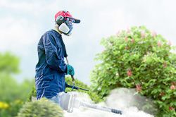 Обработка сада от паразитов - необходимые меры и их регулярность  в Ижевске