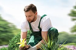 Озеленение и городское благоустройство, создание комфортной среды  в Ижевске