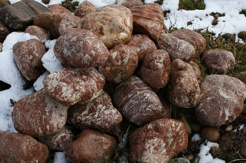 Kamenclub.ru: Розовый валунчик фр.100-300 мм.  купить в Ижевске крупный природный камень розовый, серый молочный красный речной галечник природный 7850 руб/т   фото КАМЕНЬ КЛУБ