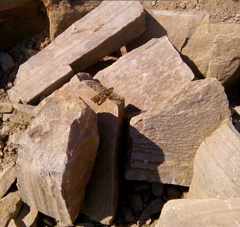 Kamenclub.ru: Песчаник пластушка желтый с рисунком (7-15 см)  купить в Ижевске плитняк - пластушка - бут желтый песчаник 10200 руб/м3   фото КАМЕНЬ КЛУБ