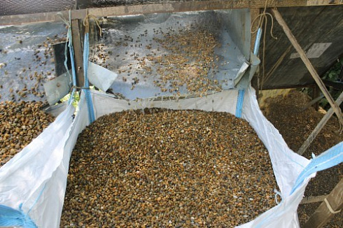 Kamenclub.ru: Галька окат (серо-желтая) фр.10-20 мм. купить  в Ижевске галька серо-желтая, рыжая, серый речная окатанная округлая галька 5000 руб/т   фото КАМЕНЬ КЛУБ