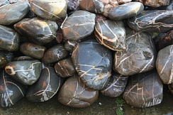 Kamenclub.ru: Валунчик Паутинник фр.100-300 мм  купить в Ижевске крупный природный камень галечник темно-серый с прожилками белый черный речной валунчик 5000 руб/т   фото КАМЕНЬ КЛУБ