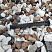 Kamenclub.ru: Мраморная крошка (щебень крошка микс : белый-черный-розовый) фр. 20-40 мм.  купить в Ижевске мрамор белый, черный, розовый декоративная ландшафтная крошка 12000 руб/т   фото КАМЕНЬ КЛУБ