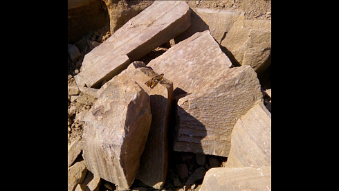 Kamenclub.ru: Песчаник пластушка желтый с рисунком (4-6 см)  купить в Ижевске плитняк пластушка желтый с рисунком песчаник 9 000 руб/м3   фото КАМЕНЬ КЛУБ