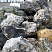 Kamenclub.ru: Черный гранит - кварцит фр. 500-1000 мм.  купить в Ижевске гранит кварцит черный серый белый скальный колотый валун 9750 руб/т   фото КАМЕНЬ КЛУБ