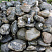 Kamenclub.ru: Валунчик Паутинник фр.100-300 мм  купить в Ижевске крупный природный камень галечник темно-серый с прожилками белый черный речной валунчик 5000 руб/т   фото КАМЕНЬ КЛУБ
