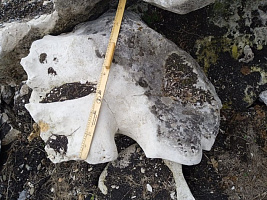 Kamenclub.ru: Выветренный известняк со мхом фр. 100-500 мм.  купить в Ижевске известняк серый белый зеленый валун известняковый крупный 10000 руб/т   фото КАМЕНЬ КЛУБ