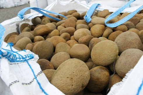 Kamenclub.ru: Песчаник ядра, фр. 100-300 мм  купить в Ижевске песчаник бежевый серый рыжий речная галька 5 000 руб/т   фото КАМЕНЬ КЛУБ