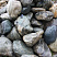 Kamenclub.ru: Речной валун Кабанчик фр.300-500 мм.  купить в Ижевске крупный природный камень галька серый, темно-серый речной валун галечник масштабный 7000 руб/т   фото КАМЕНЬ КЛУБ