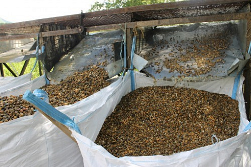 Kamenclub.ru: Галька окат (серо-желтая) фр.10-20 мм. купить  в Ижевске галька серо-желтая, рыжая, серый речная окатанная округлая галька 5000 руб/т   фото КАМЕНЬ КЛУБ