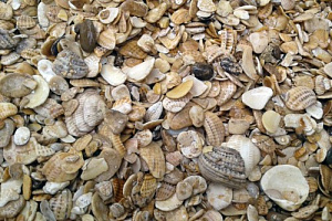 Морская ракушка фр. 5-20 мм  купить в Ижевске фото Камень Клуб